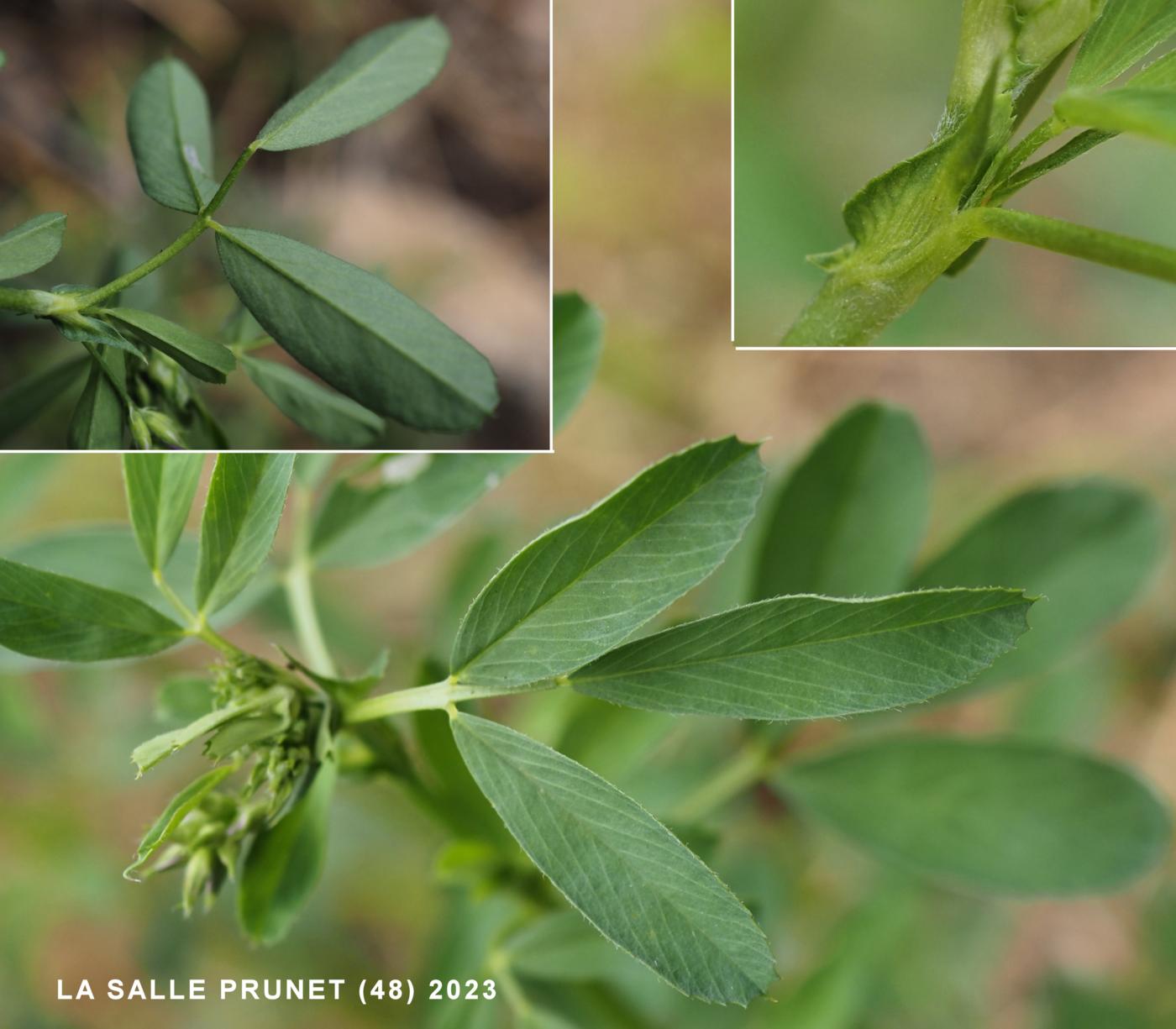 Medick, Hybrid leaf